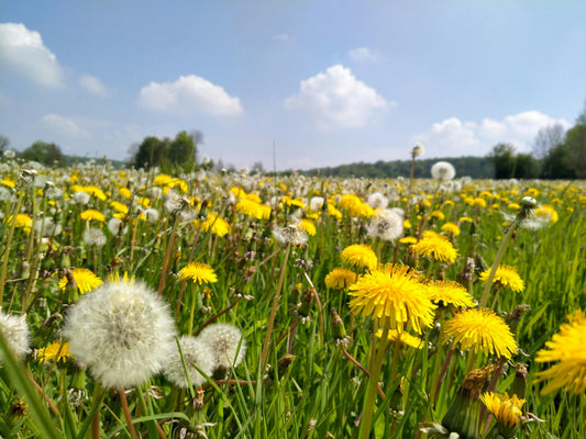 Dandelion Root Extract: Nature's Secret for Digestive Wellness