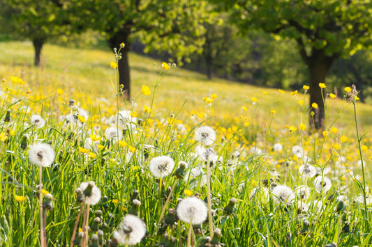 Liver Health, Detox & Renewal: Why Daily Cleansing Changes Everything